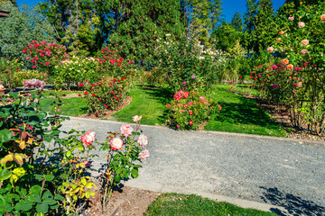 Tacoma Park Rose Garden