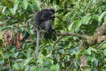 Dusky Langur monkey eating ripe fruit.