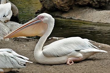 White pelican resting on ground by water