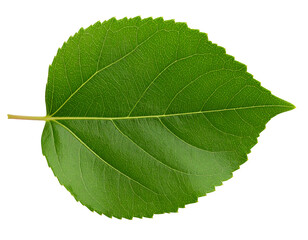 Obraz premium A vibrant green leaf showcasing intricate veins and a smooth texture against a clean background.