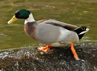 Mallard drake stepping over flowing water in nature