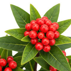 Red berry cluster isolated on transparent background