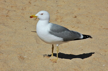 Seagull standing on sandy beach looking sideways