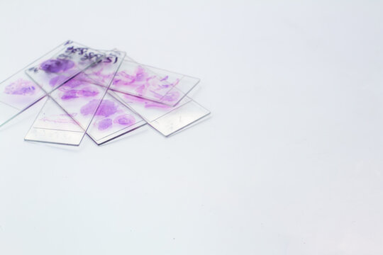 Purple-stained microscope slides on white surface, laboratory sample preparation