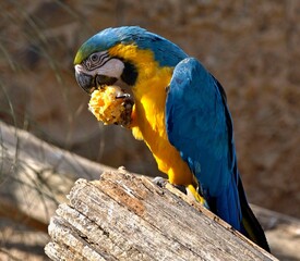 Blue and yellow macaw parrot eating fruit on wood