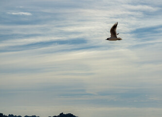 Seagull in Flight