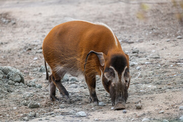 Red River Hog Potamochoerus Porcus Bush Pig