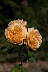 Rosa L Poulduce Bush Rose Flowers