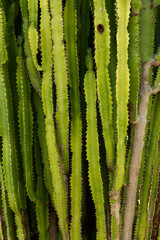 African Milk Tree Cathedral Cactus