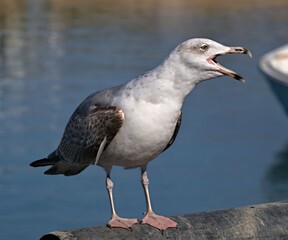 Seagull calling loudly standing by water
