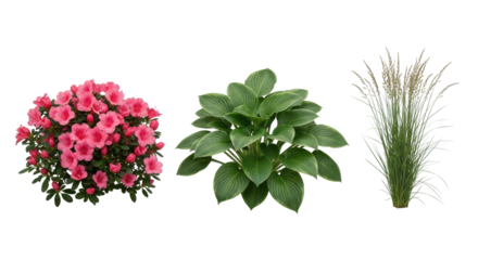 Groomed pink azalea, green hosta, feather reed grass, horizontal row on seamless transparent background, bright studio lighting, commercial display concept.