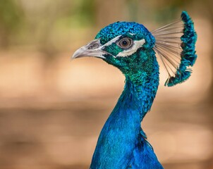 Obraz premium Peacock showing vibrant blue iridescent head plumage