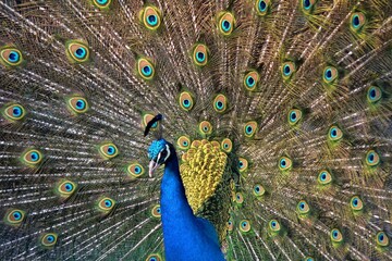 Fototapeta premium Peacock spreading tail displaying vibrant eye feathers