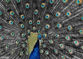 Obraz premium Peacock displaying tail feathers with selective color
