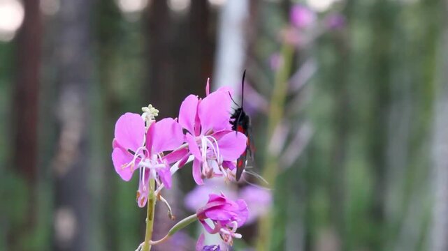A sixspot burnet moth on a pink flower in a natural setting