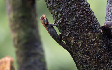 Lizard on tree, beautiful spike and skin lizard