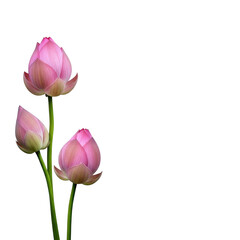 Fototapeta premium Three pink lotus buds isolated on transparent background