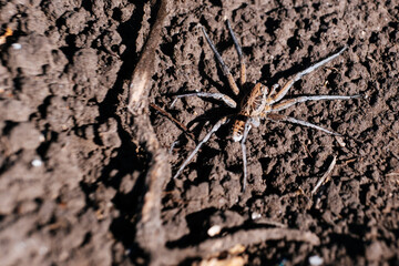 Wolf spider on dirt ground top view