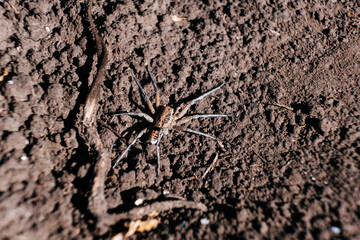 Wolf spider on dirt ground top view