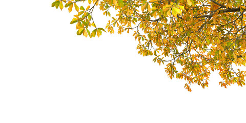 Yellow autumn leaves on white background