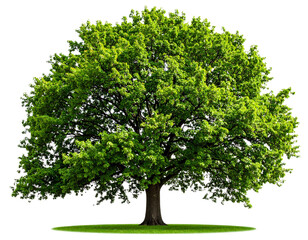 Obraz premium Firefly_palm tree on transparent background. Floral background. png - Firefly_big green oak tree isolated on transparent background