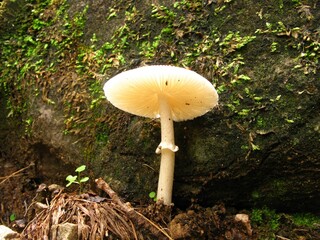 Amanita spreta, known as Teokbadi-gwangdae-beoseot, is a poisonous mushroom with grey-brown cap and a distinct ring, growing in mixed forests symbiotic with trees. Photographed in Korea.
