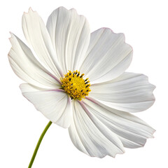 Fototapeta premium White cosmos flower with yellow center and delicate pink veins on petals isolated on a transparent background