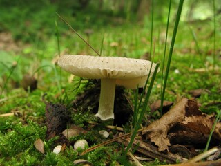 Amanita spreta, known as Teokbadi-gwangdae-beoseot, is a poisonous mushroom with grey-brown cap and a distinct ring, growing in mixed forests symbiotic with trees. Photographed in Korea.