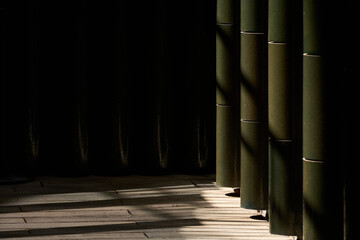 bamboo forest in china