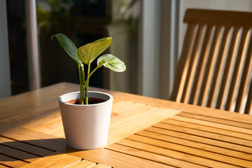 plant on the table