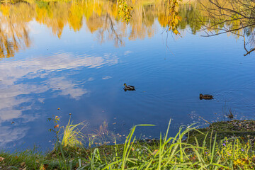A peaceful lake scene features ducks gliding on blue water, with autumn trees reflecting in the pond. Foreground grasses frame the shore, creating a natural, serene park setting.