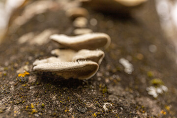 Macro shot of beige shelf fungi growing on a textured, moss-speckled wooden surface. Fungi growth, texture, nature, outdoor, science projects.