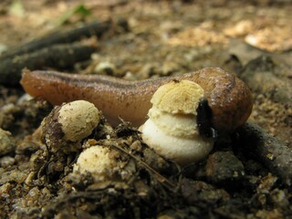 Amanita melleiceps is a poisonous mushroom distributed in Korea, China, and Japan, with a sticky yellow cap and volva at the base, found in forests during summer and autumn. Photographed in Korea.