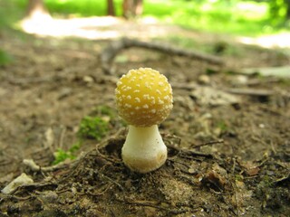 Amanita melleiceps is a poisonous mushroom distributed in Korea, China, and Japan, with a sticky yellow cap and volva at the base, found in forests during summer and autumn. Photographed in Korea.