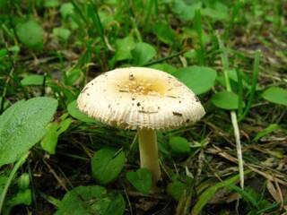 Amanita melleiceps is a poisonous mushroom distributed in Korea, China, and Japan, with a sticky yellow cap and volva at the base, found in forests during summer and autumn. Photographed in Korea.