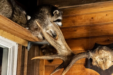 sleeping cute raccoons in a hunting cabin, selective focus. rustic Christmas with cute animals. cozy autumn in the forest 