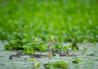 Vulnerable Lesser Whistling Duck chicks are shown in their natural, rain-swept environment. The focus is on the intense rainfall and the vibrant green of the wetland.