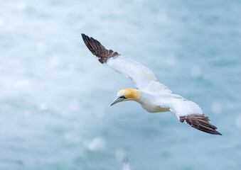 gannet in flight