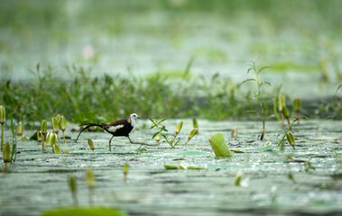 Pheasant-tailed Jacana moves gracefully across pond during monsoon rain.