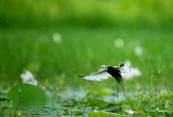 Rare rainy season flight of Pheasant-tailed Jacana.