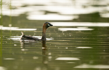 A calm waterbird glides across reflective pond.