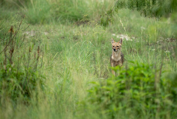 Cautious jackal looking around while standing in tall grass.