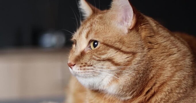 Cat resting on a bad in a cozy indoor environment on black background at home. 