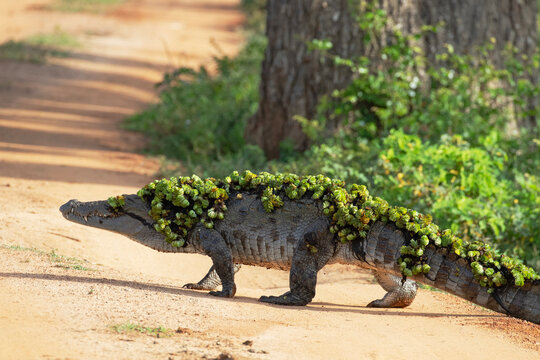 A mugger crocodile walks across a dirt road covered in water plants and leaves.