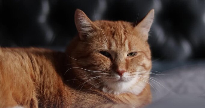 Cat resting on a bad in a cozy indoor environment on black background at home. 