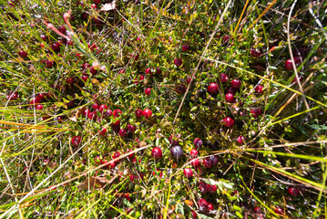 Ripe Cranberries on a Mossy Hummock in Autumn Bog – Close-Up of Wild Harvest