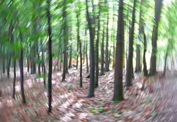 Trees in a forest landscape with rotation ICM motion blur abstract