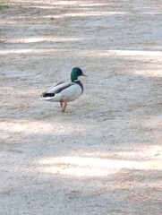 Kaczor na ścieżce © Karolina