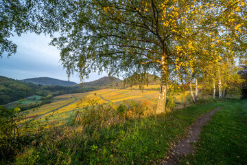 Herbstliche Weinberge im Muschelbruch bei Birkweiler mit Birken und warmem Sonnenaufgang vor dem Pfälzerwald