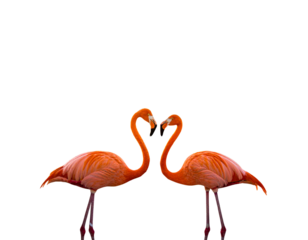 Firefly_Colorful playground structure with dual slides - Firefly_Elegant flamingos showcasing affection in a vibrant pose  (4)